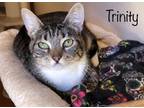Adopt Trinity a Gray or Blue Domestic Shorthair / Domestic Shorthair / Mixed cat