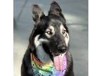 Adopt Rocky a Black - with Tan, Yellow or Fawn German Shepherd Dog / Mixed dog