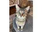 Adopt Oscar a Brown Tabby Domestic Shorthair (short coat) cat in Los Angeles