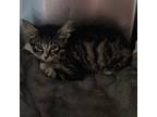 Adopt Chevy a Brown Tabby Domestic Longhair / Mixed (medium coat) cat in