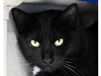 Adopt GRETA a All Black Domestic Shorthair / Mixed cat in West Seneca