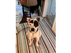 Adopt Tux a White - with Black Pit Bull Terrier / Mixed dog in Chula Vista