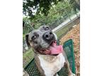 Adopt SLATE a Gray/Blue/Silver/Salt & Pepper Mixed Breed (Large) / Mixed dog in
