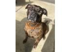 Adopt Rosebud a Brindle Pit Bull Terrier / Mixed dog in Chula Vista