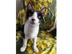 Adopt Stormy a Black & White or Tuxedo Domestic Shorthair cat in Honolulu