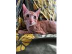 Adopt Blaze a Domestic Shorthair cat in Honolulu, HI (38646851)