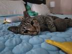 Adopt Weber a Brown Tabby Domestic Shorthair (short coat) cat in Virginia Beach