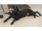 Adopt Jack a Black Labrador Retriever / Mixed dog in Cleveland, GA (38675128)