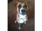 Adopt Bluey a Tan/Yellow/Fawn Boxer / Great Pyrenees / Mixed (short coat) dog in