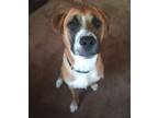 Adopt Bluey a Tan/Yellow/Fawn Boxer / Great Pyrenees / Mixed dog in Justin