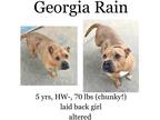 Adopt Georgia Rain a American Pit Bull Terrier / Mixed dog in Albany