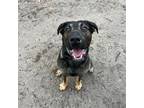 Adopt Kenzo a Black German Shepherd Dog / Labrador Retriever / Mixed dog in