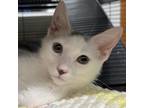 Adopt ARABELLA a White Domestic Shorthair / Mixed cat in Pt.