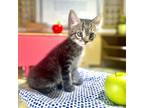 Adopt Squirt a All Black Domestic Mediumhair / Mixed cat in Lantana