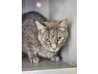 Adopt Clem *Barn Cat* a Gray or Blue Domestic Shorthair / Domestic Shorthair /