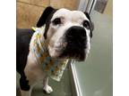 Adopt Rhea - Daisy Moo a Black Pit Bull Terrier / Mixed dog in Marana