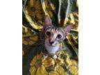 Adopt Rainbow a Calico or Dilute Calico Domestic Shorthair cat in Honolulu