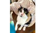 Adopt Nubbin a Calico or Dilute Calico Calico (short coat) cat in Los Angeles