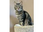 Adopt Bruce a Brown or Chocolate Domestic Shorthair / Domestic Shorthair / Mixed