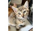 Adopt Poppy a Orange or Red Tabby Domestic Shorthair (short coat) cat in Los