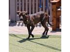 Adopt Sheena a Mixed Breed (Medium) dog in Port Washington, NY (38572088)