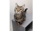 Adopt Lane a Brown Tabby Domestic Shorthair (short coat) cat in Canton