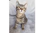 Adopt Leighton a Brown Tabby Domestic Shorthair (short coat) cat in Canton