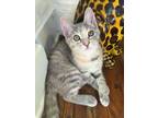 Adopt Pepper a Gray, Blue or Silver Tabby Domestic Shorthair (short coat) cat in