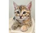 Adopt Thistle a Orange or Red Tabby Domestic Shorthair (short coat) cat in Los