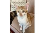 Adopt Artie a Orange or Red Tabby Domestic Shorthair (short coat) cat in Los