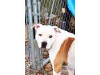 Adopt Brad the Pitt a White - with Tan, Yellow or Fawn American Staffordshire