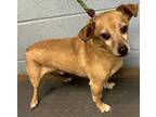 Adopt Khid - IN FOSTER a Tan/Yellow/Fawn Mixed Breed (Small) / Mixed dog in