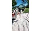 Adopt Spud a Black & White or Tuxedo Domestic Shorthair (short coat) cat in