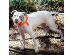 Adopt Nola a Gray/Silver/Salt & Pepper - with Black Pit Bull Terrier / Mixed dog