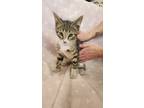 Adopt Russett a Brown Tabby Domestic Shorthair (short coat) cat in Linton