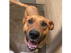 Adopt Roy a Hound (Unknown Type) / Mixed dog in Benton, AR (38575374)