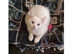 Adopt Cotton a White Domestic Shorthair / Domestic Shorthair / Mixed cat in Las