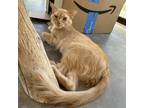 Adopt Rousey a Orange or Red Domestic Mediumhair / Mixed cat in Kanab