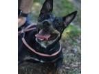 Adopt Giselle a Black Australian Cattle Dog / Mixed dog in Gulfport