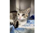 Adopt Wilfred a White Domestic Shorthair / Domestic Shorthair / Mixed cat in