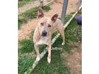 Adopt Jeffrey a Brindle - with White American Staffordshire Terrier / Mixed dog