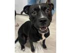 Adopt Sadie a Black Labrador Retriever / Pit Bull Terrier / Mixed dog in Marion