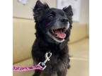 Adopt Cranberry a Black Pomeranian / Mixed dog in Las Vegas, NV (38530626)