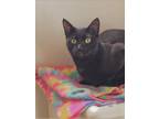 Adopt Dillon a All Black Domestic Shorthair / Domestic Shorthair / Mixed cat in