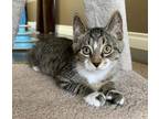 Adopt Zeb Starz a Brown or Chocolate Domestic Shorthair / Domestic Shorthair /