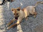Adopt DUNE a Tan/Yellow/Fawn Shepherd (Unknown Type) / Mixed dog in Seattle