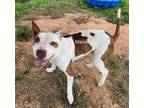 Adopt Mace a Red/Golden/Orange/Chestnut - with White American Pit Bull Terrier /