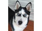 Adopt Maybel a Black - with White Siberian Husky / Mixed dog in Horsham
