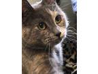 Adopt Josephine a Gray or Blue Domestic Shorthair / Domestic Shorthair / Mixed