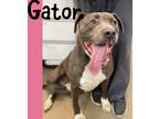 Adopt Gator a Gray/Silver/Salt & Pepper - with White Pit Bull Terrier / Mixed